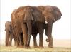 Africa Nature Animals (4)